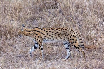 Serval