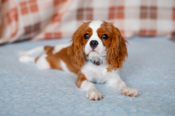 Portrait of Cavalier King Charles Spaniel. A beautiful breed of dogs.