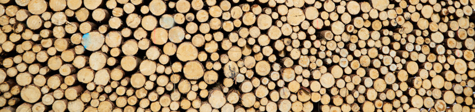 Cut wood on a pile of wood. Probably spruce wood. Researchers propose building new houses primarily from wood composites. In this way, cities could be transformed into CO2 reservoirs.