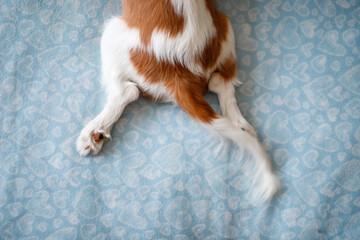 Red and white tail and paws of Cavalier King Charles Spaniel