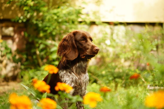 Polski Spaniel Myśliwski w kwiatkach