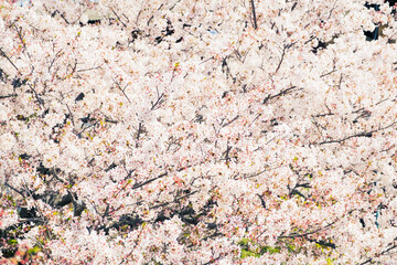 【春】ソメイヨシノの桜の花	