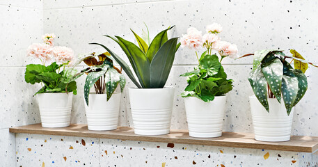 Obraz premium Indoor plants with flowers in pots