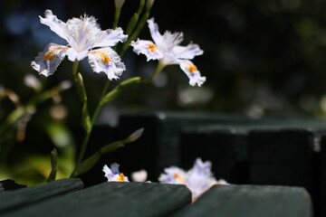 シャガの咲いてるベンチ