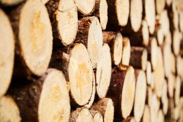Cut wood on a pile of wood. Probably spruce wood. Researchers propose building new houses primarily...