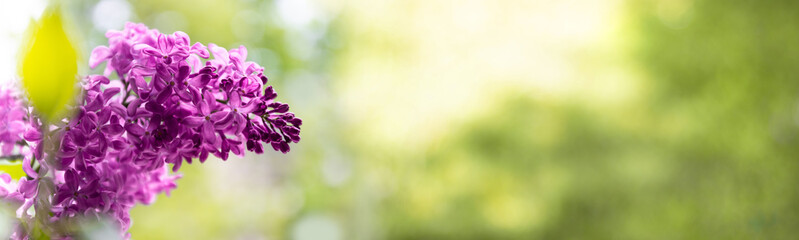 Closeup of a violet lilac bush blossom on a green blurred background. Soft selective focus. Floral...