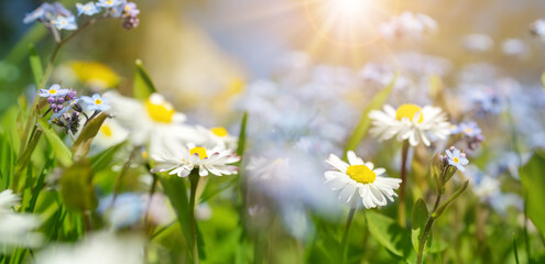 Meadow with lots of colorful spring flowers