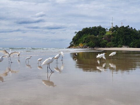 Heron in the beach, Guaratuba, Brazil