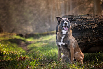 Gorgeous, joyful, happy sheprador sitting in a forest on or near a large wooden log with stunning background scenery.