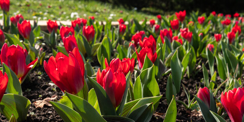 Field of red tulips in soil. Vibrant red flowers in spring. 