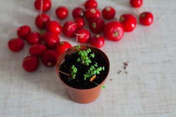 large horizontal photo. a small brown pot with microgreens on a background of pink radish. vitamins. Healthy eating. ECO.