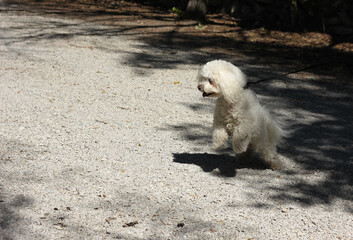little white fluffy dog for a walk with the owner in the park 