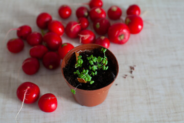 large horizontal photo. a small brown pot with microgreens on a background of pink radish. vitamins. Healthy eating. ECO.