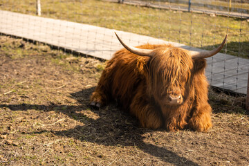 Fototapeta premium Highland cow brown in a cage.