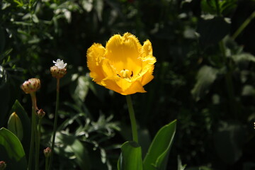 黄色いチューリップ