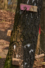 Sinnlose Zerstörung im Wald an einer Birke