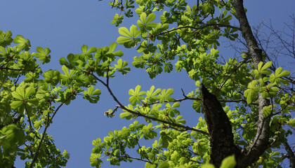 Young, spring leaves of a chestnut tree, against a blue sky 