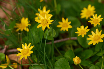 Scharbockskraut im Frühjahr