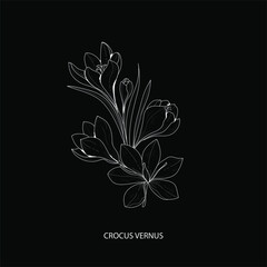 Botanical illustration. Crocus vernus flower. White flower on black background vector illustration. 