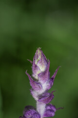 Naklejka na ściany i meble Lavender flower bud close up on nature green background