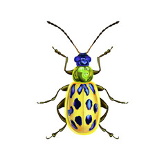 Beautiful illustration of the leaf beetle