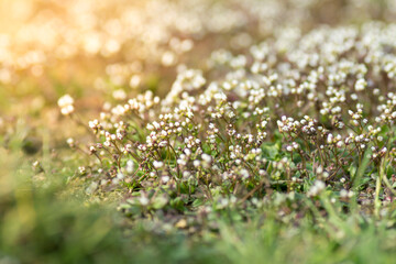 Small flowers in the grass. Spring bokeh background. Flower Erophila verna.