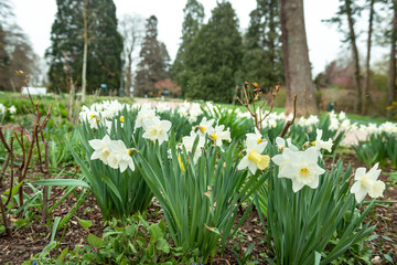daffodils flowers in garden park easter spring 