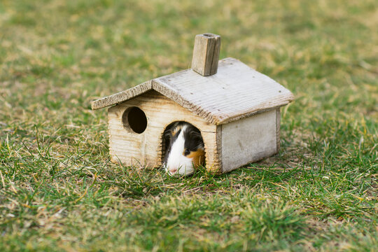 Small wooden house for guinea pig. Redent inhabits old wooden shanty on green grass. 
