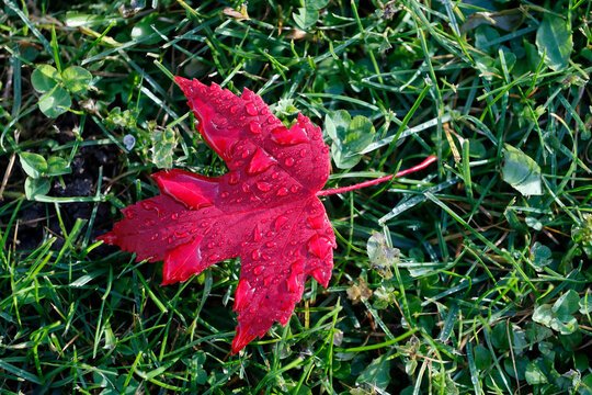 Red maple leaf with drops of water in autumn, France