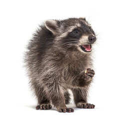 young raccoon, eating mouth open, isolated