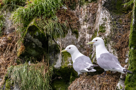 Black-legged kittiwake (Rissa tridactyla) pair on nest in McBride Inlet, Glacier Bay National Park, Alaska, United States of America