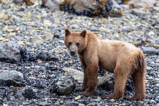 Young brown bear (Ursus arctos), foraging for invertebrates at low tide in Glacier Bay National Park, Alaska, United States of America