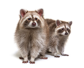 Fototapeta premium Two red raccoons sitting together, isolated on white