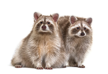 Two red raccoons sitting together, isolated on white