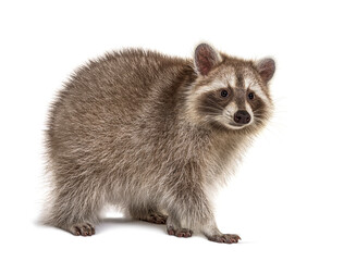 Brown Raccoon standing and looking away, isolated on white