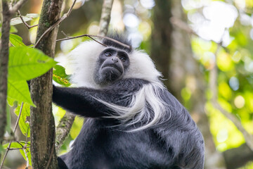 colobus monkey