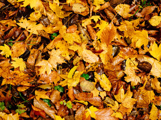 Yellow leaves autumn top view nature fresh air travel