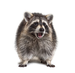 Expressive raccoon standing on a white background, surprised