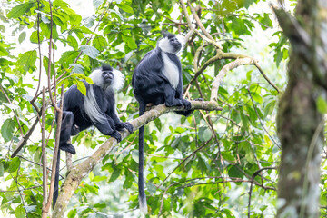 colobus monkey