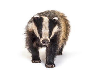 European badger walking towards the camera, six months old, isolated