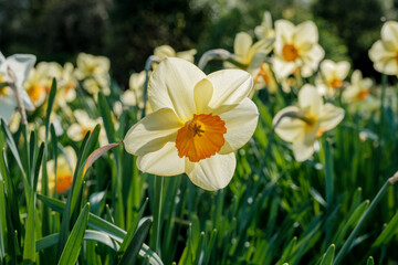 Close ups of Daffodils in a garden