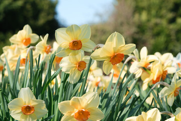 Close ups of Daffodils in a garden