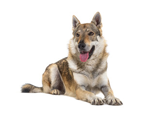 Panting Czechoslovakian Wolfdog lying in front