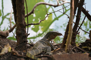 iguana on the tree