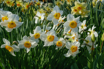 Close ups of Daffodils in a garden