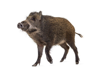 Wild boar standing in front, isolated on white