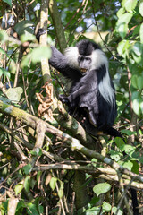 colobus monkey