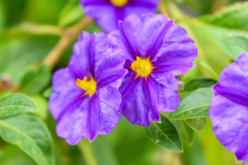 The gentian tree