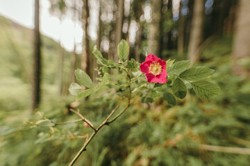 A plant in a forest