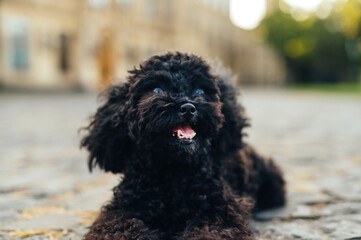 Close photo of a cute dog breed toy poodle with a protruding tongue lying on the street on a sunny day and looking at the camera.